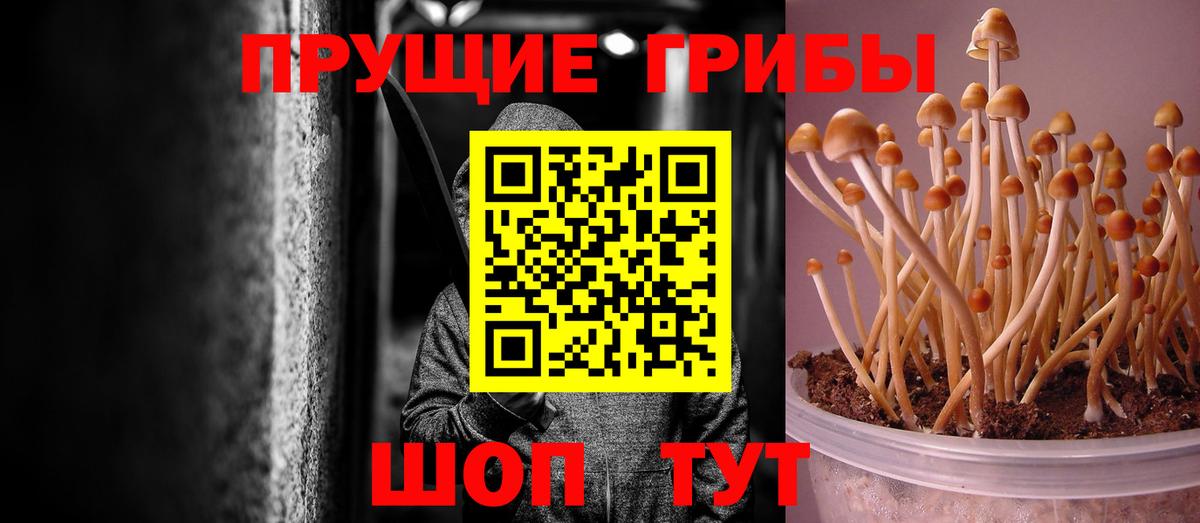 Псилоцибиновые грибы Cubensis  Галлюциногенные грибы MAGIC MUSHROOMS  Торжок  Вход с VPN 
